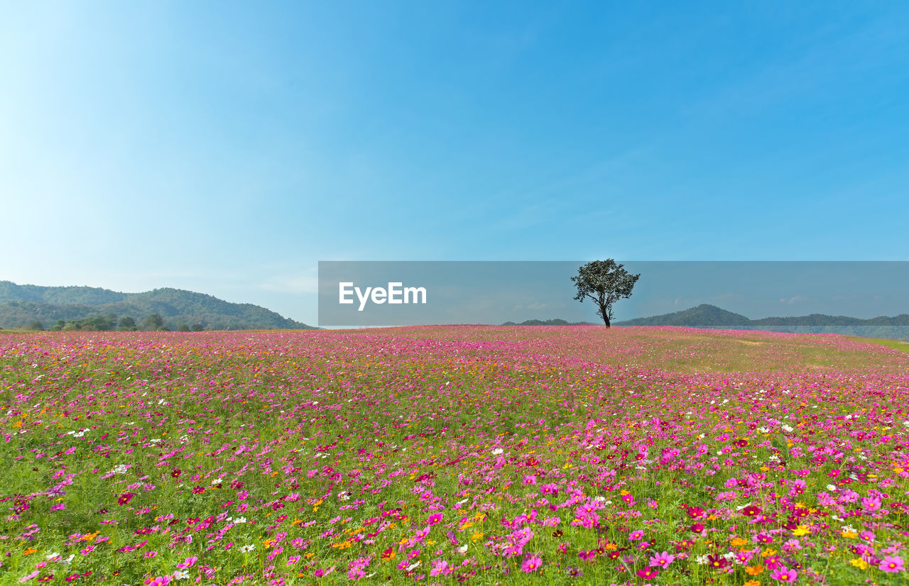 SCENIC VIEW OF PINK FLOWERS ON FIELD AGAINST SKY