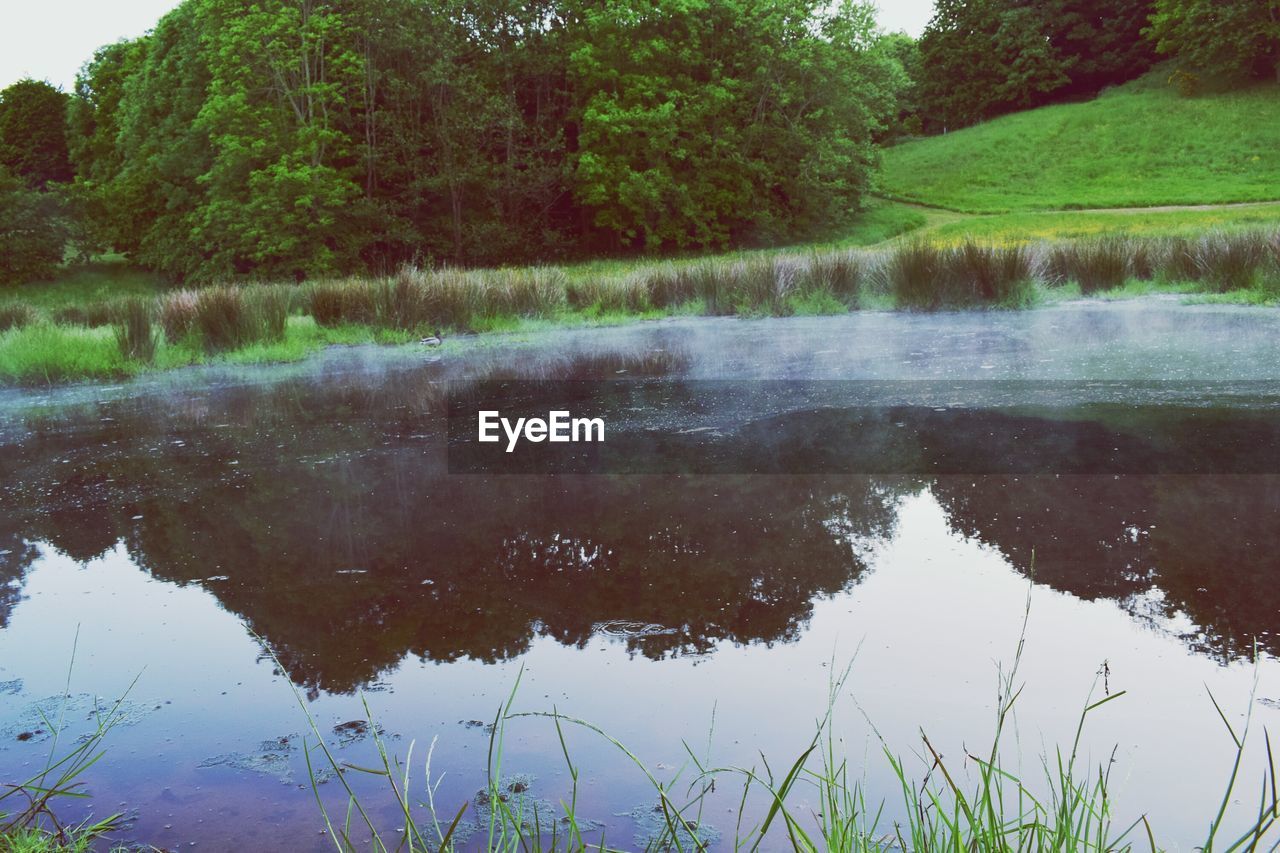 REFLECTION OF TREES IN WATER