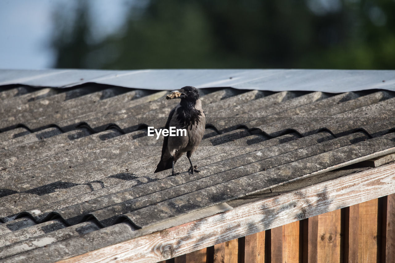 Beautiful crow feeding in the backyard. town scenery with a bird.