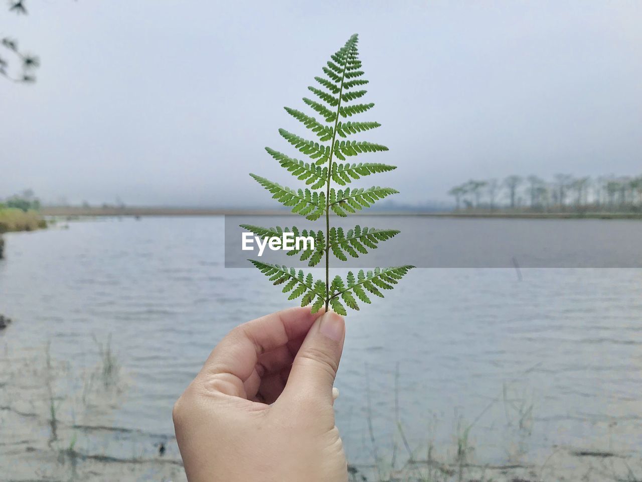 hand, one person, tree, water, nature, plant, holding, lake, day, personal perspective, focus on foreground, sky, beauty in nature, outdoors, leaf, environment, finger, green, plant part, coniferous tree, tranquility, adult, growth, leisure activity