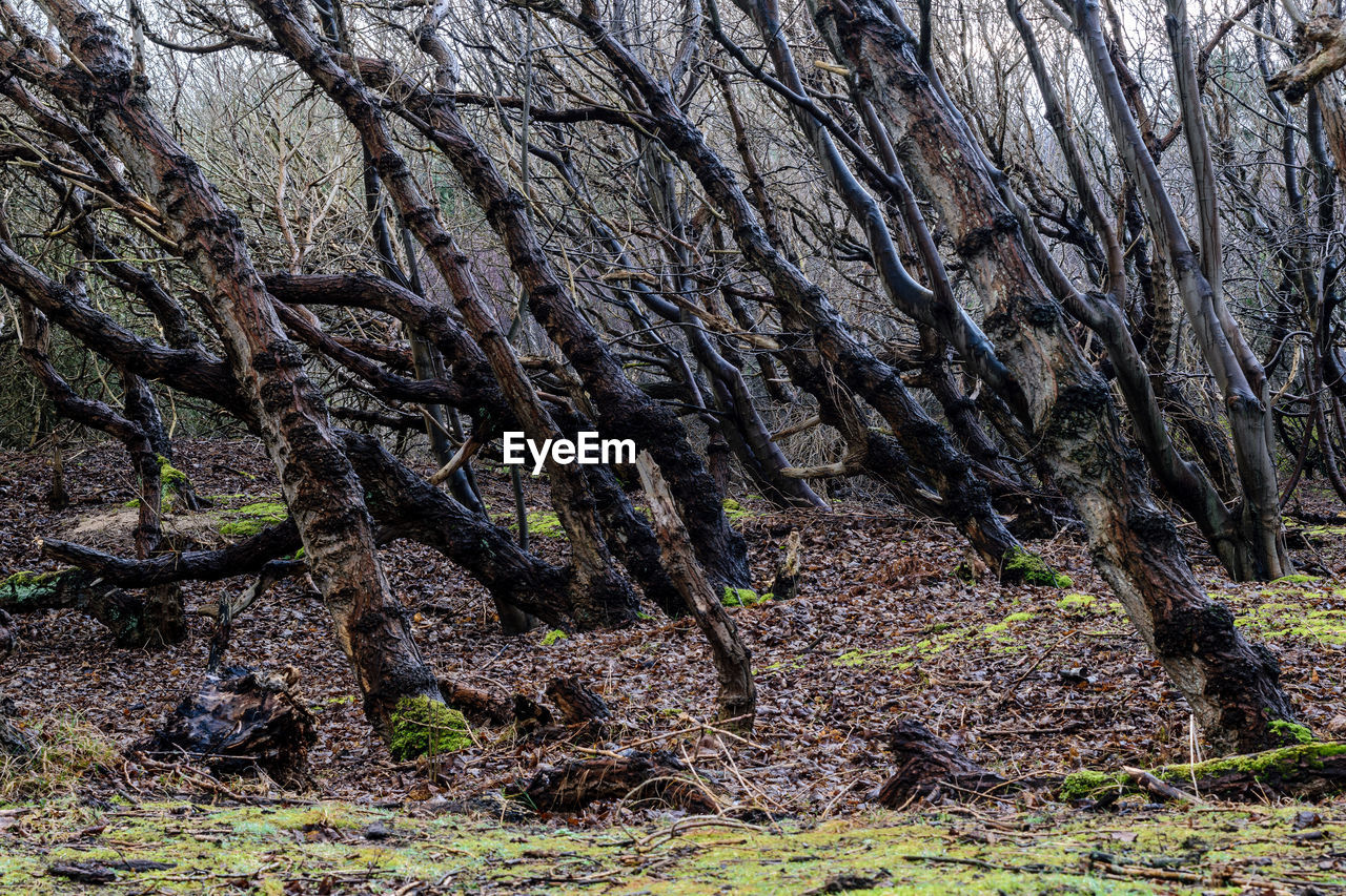 Bare tree in forest