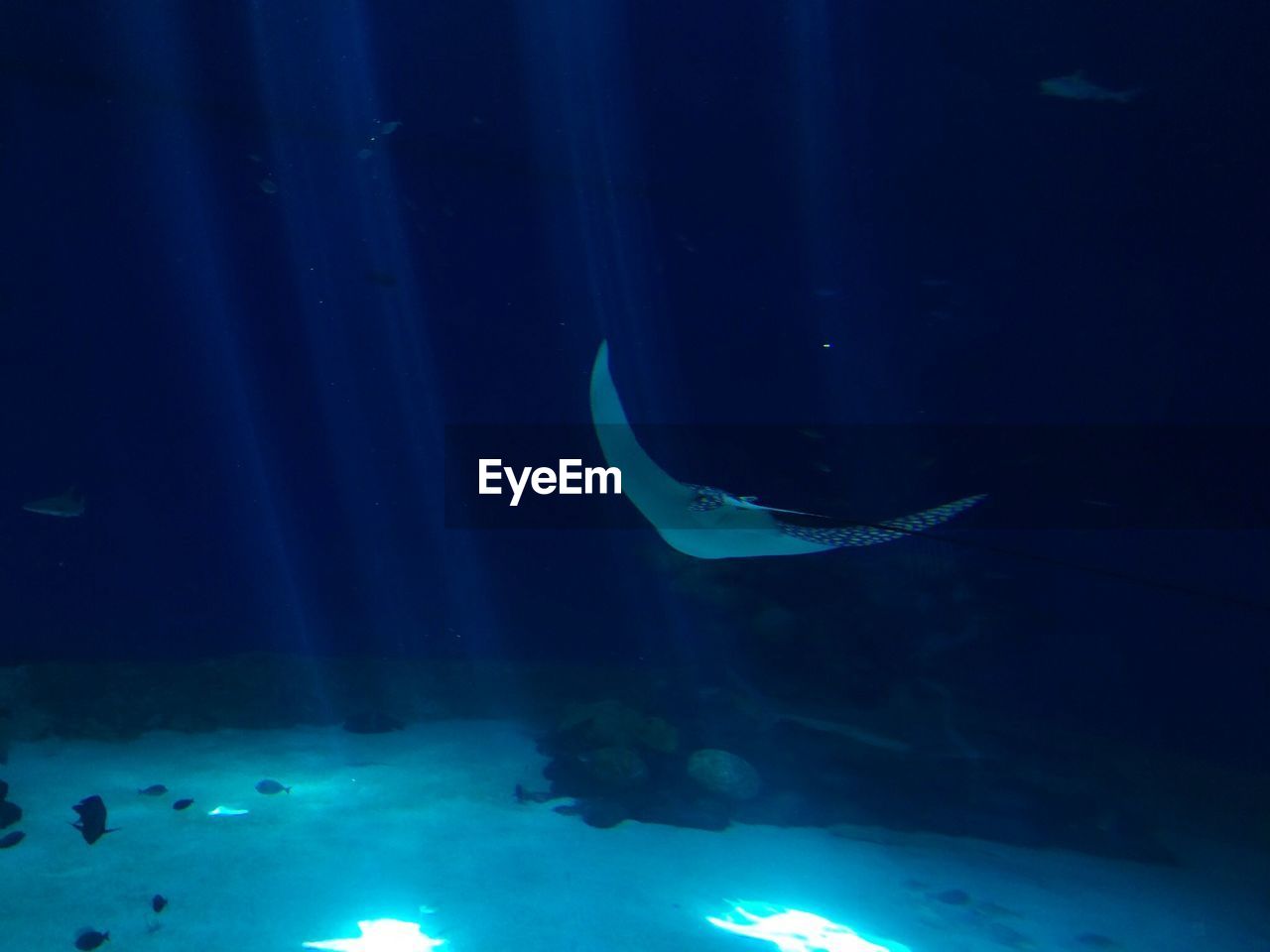 Stingray in sea