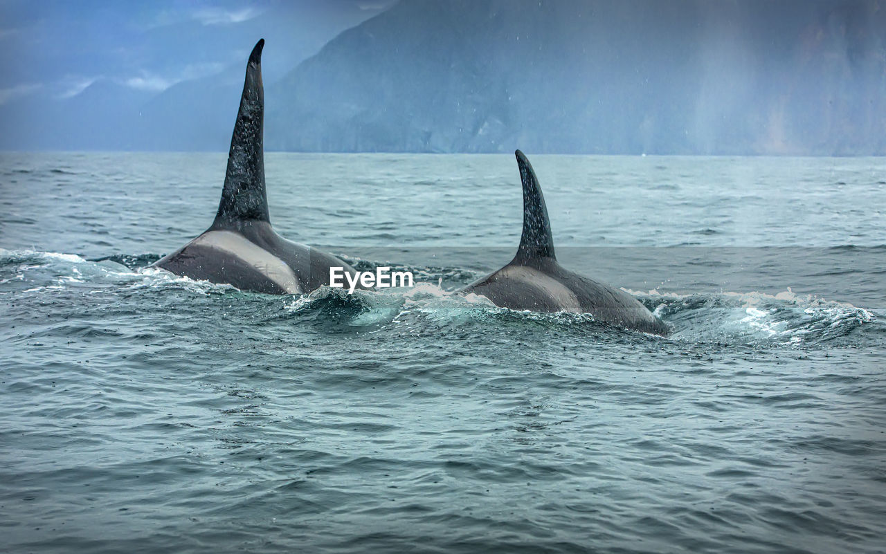 Two killer whales in the wild resting. selective focus