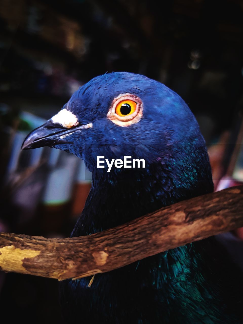 CLOSE-UP OF PARROT