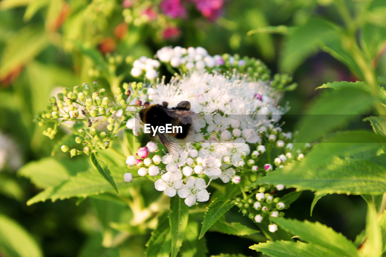 CLOSE-UP OF BEE POLLINATING ON WHITE FLOWER