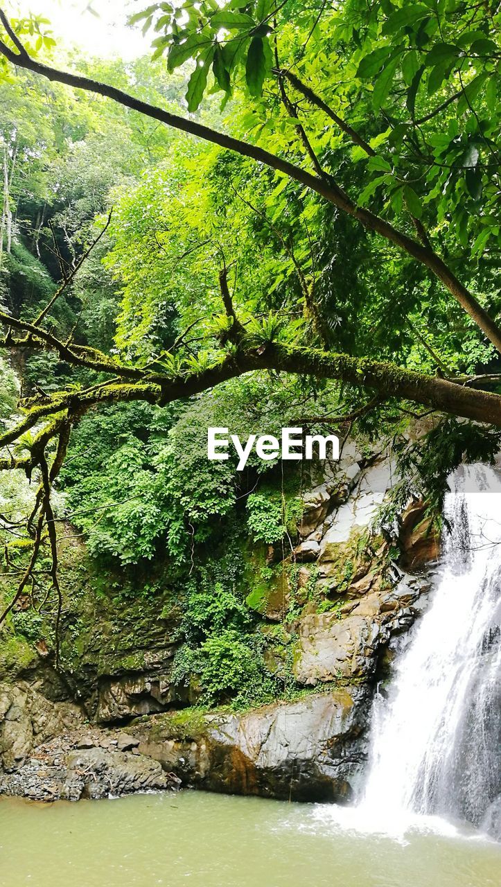 SCENIC VIEW OF RIVER FLOWING THROUGH FOREST