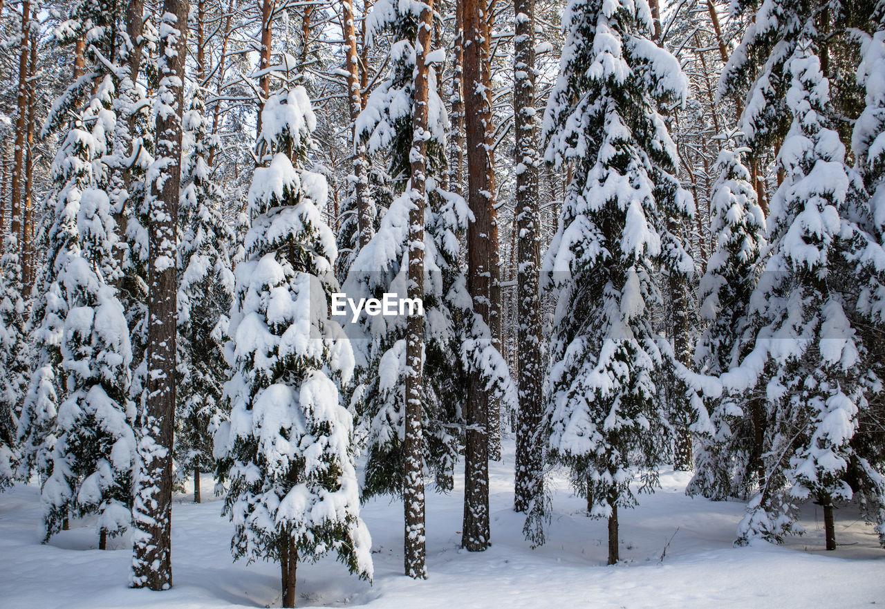 trees on snow covered landscape