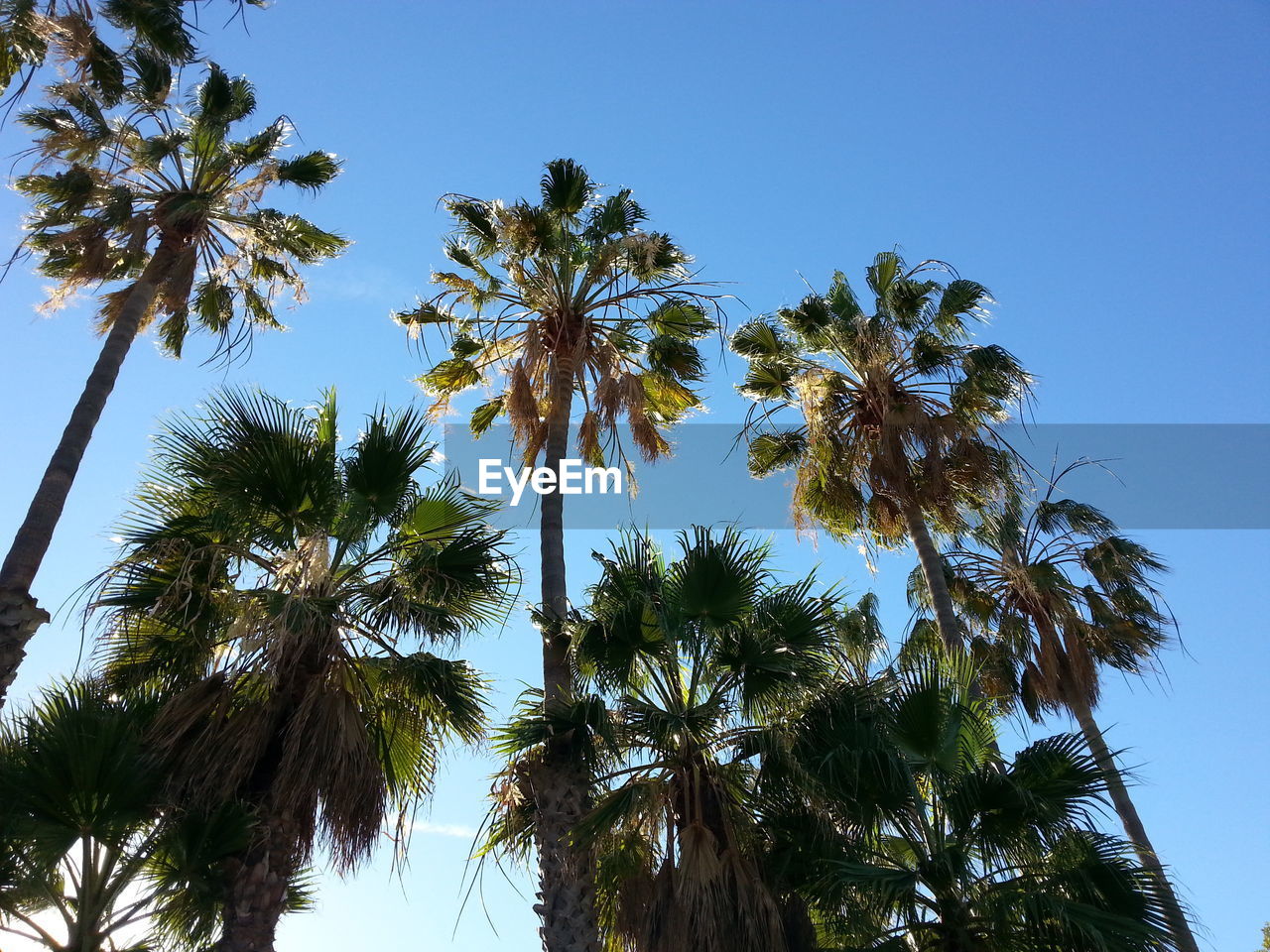 Low angle view of palm trees against blue sky