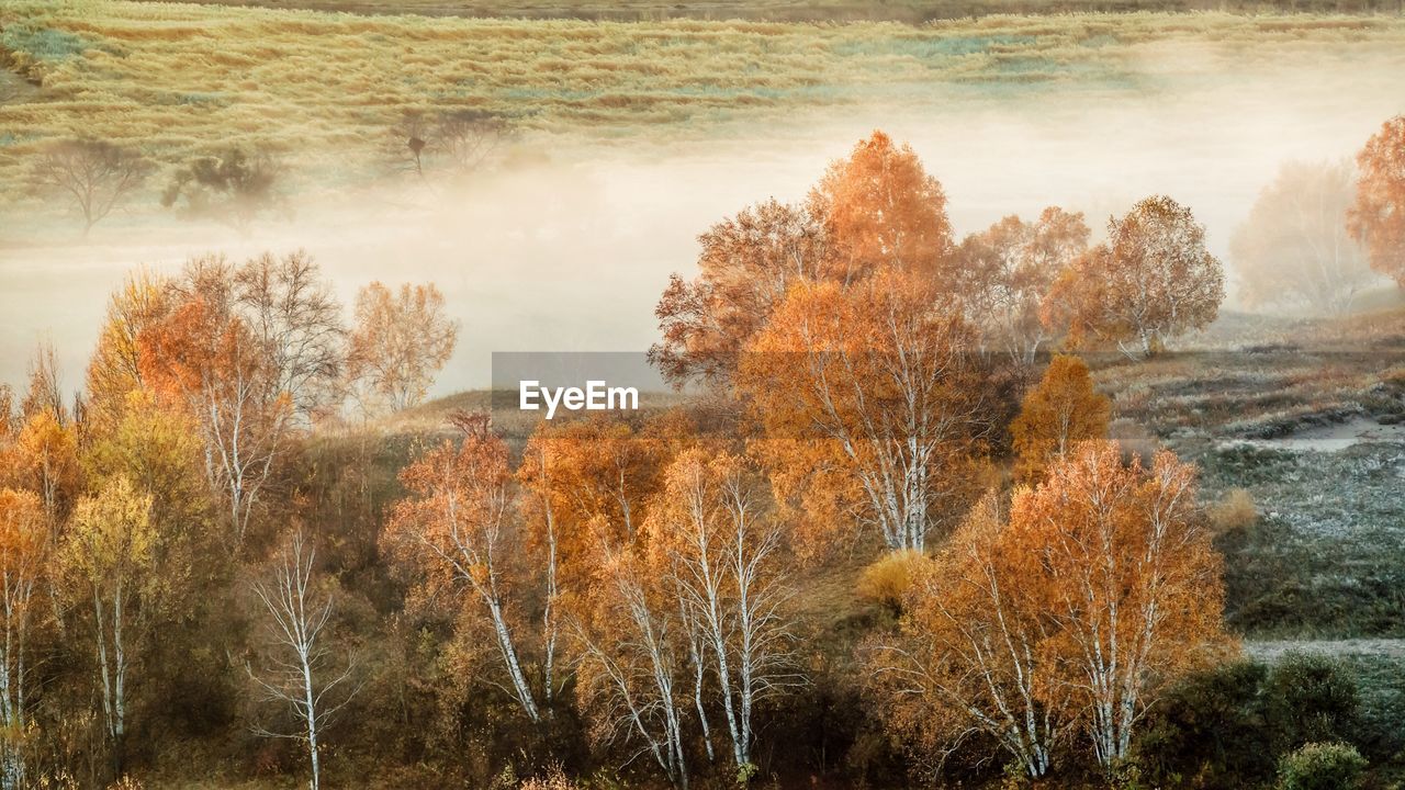 PANORAMIC VIEW OF TREES IN FOREST