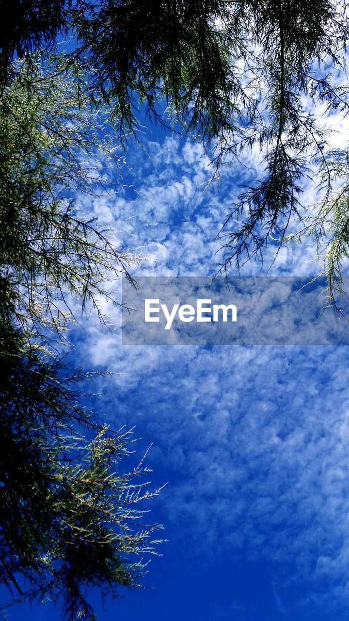 LOW ANGLE VIEW OF TREES AGAINST CLOUDY SKY