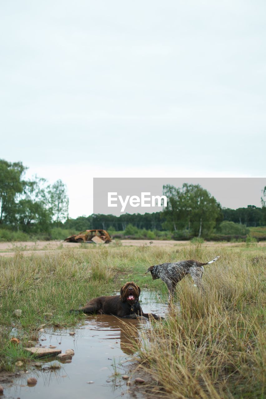 VIEW OF A DUCK ON A FIELD