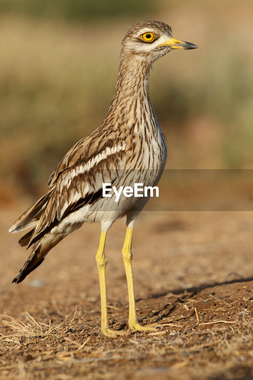 CLOSE-UP OF BIRD LOOKING AWAY