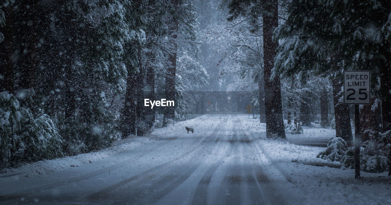 Road amidst trees in forest during winter