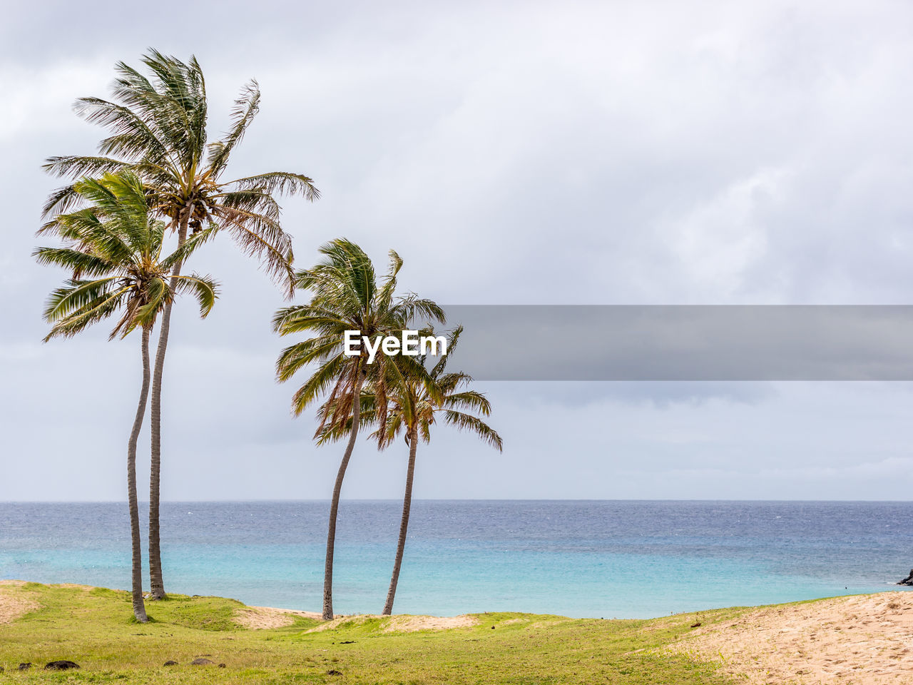 SCENIC VIEW OF PALM TREE ON BEACH AGAINST SKY