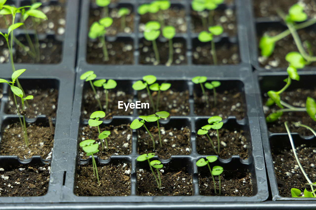 high angle view of potted plants