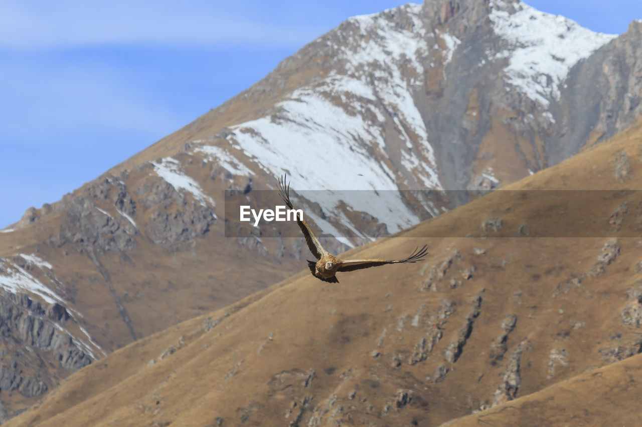 Vulture flying against mountains