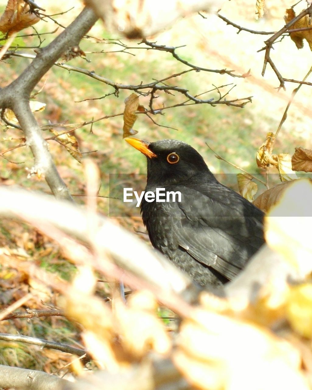 BIRD PERCHING ON TREE