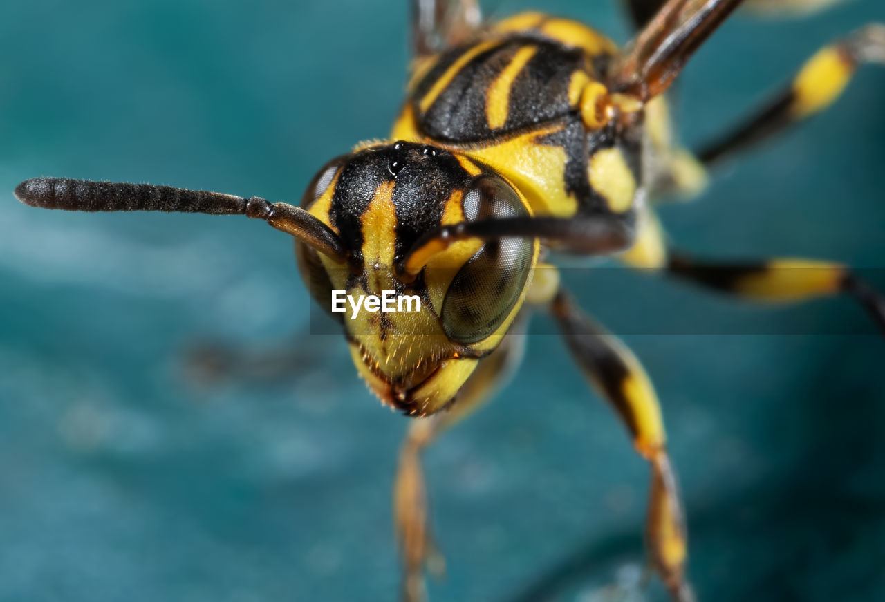 CLOSE-UP OF BEE ON A LEAF