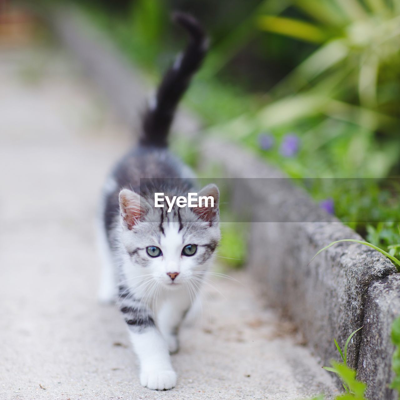 Portrait of kitten walking on footpath