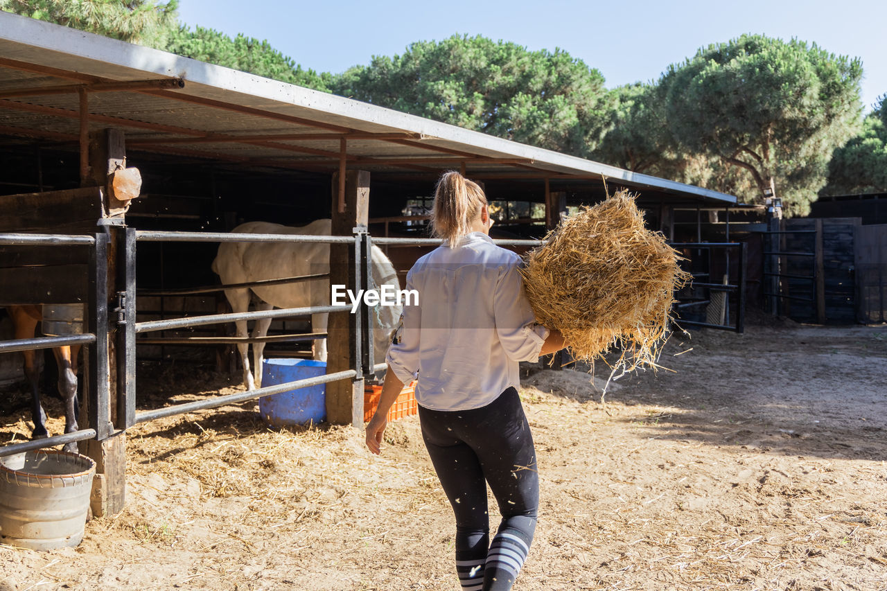 Back view of unrecognizable female farmer carrying hay for horses in stable on ranch