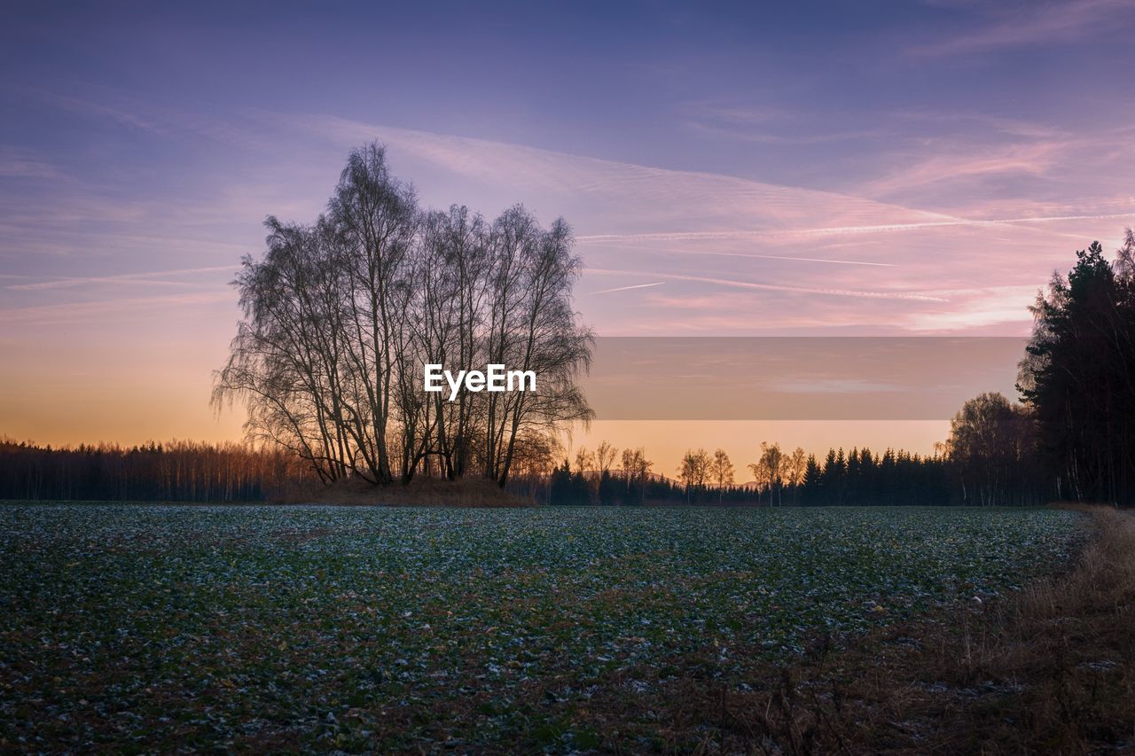 Bare trees on field against sky at sunset