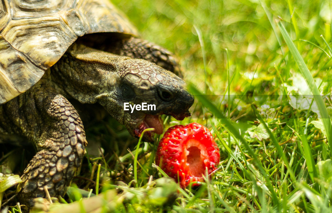 Close-up of tortoise eating strawberry on field