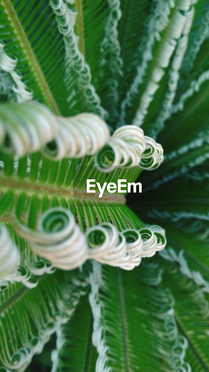 Close-up of fern leaves