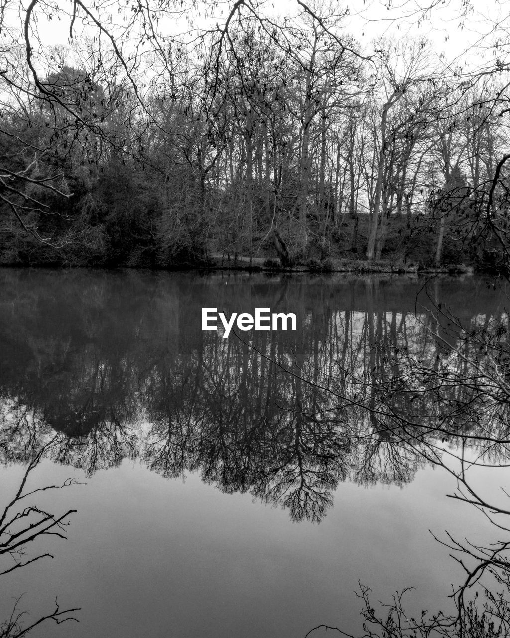 REFLECTION OF TREES IN LAKE