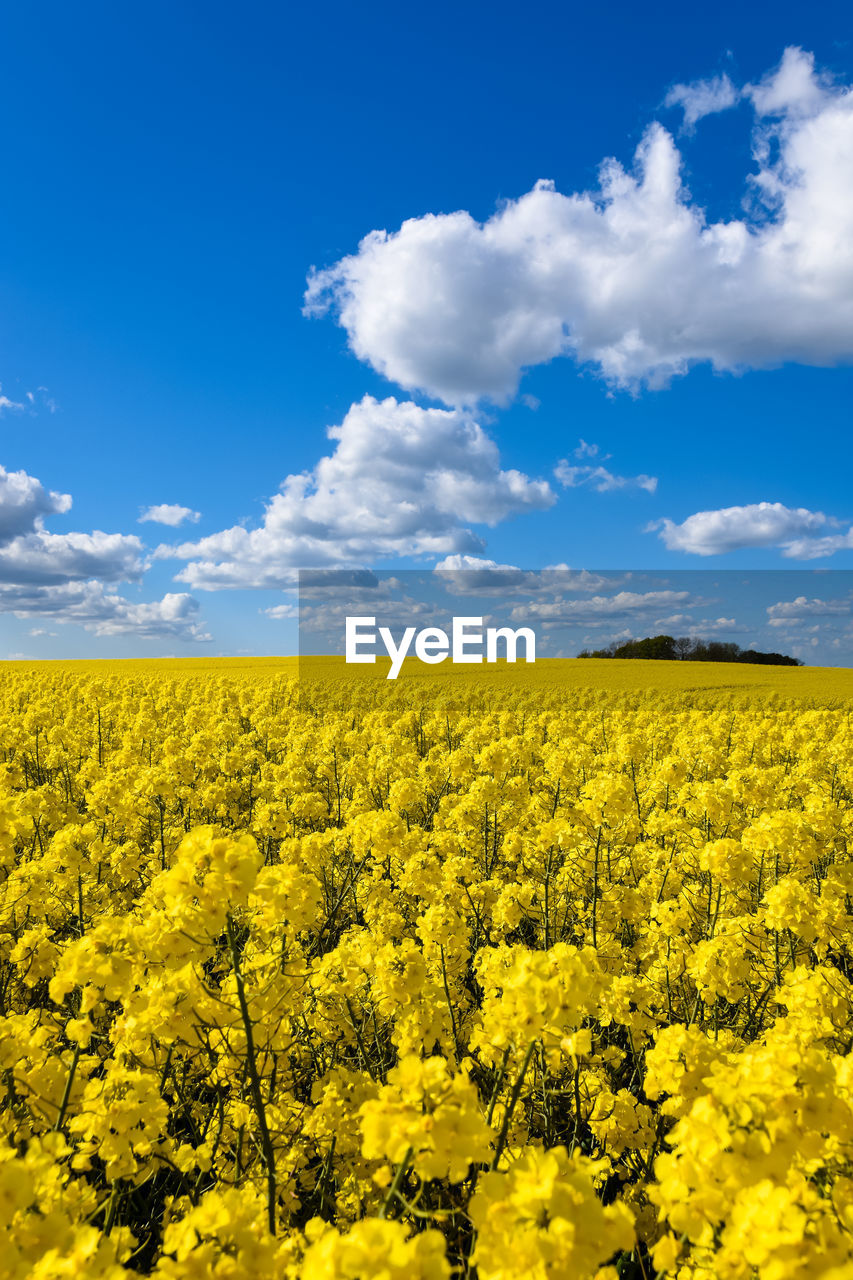 sky, landscape, rapeseed, yellow, beauty in nature, vegetable, flower, environment, cloud, plant, canola, flowering plant, produce, land, oilseed rape, agriculture, rural scene, field, nature, food, freshness, scenics - nature, blue, crop, growth, springtime, tranquility, farm, vibrant color, tranquil scene, abundance, blossom, no people, horizon, idyllic, fragility, horizon over land, brassica rapa, day, mustard, outdoors, sunlight, cultivated, summer, meadow, prairie, non-urban scene, plain, urban skyline