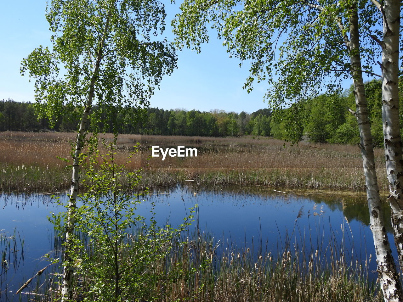 SCENIC VIEW OF LAKE AGAINST TREES