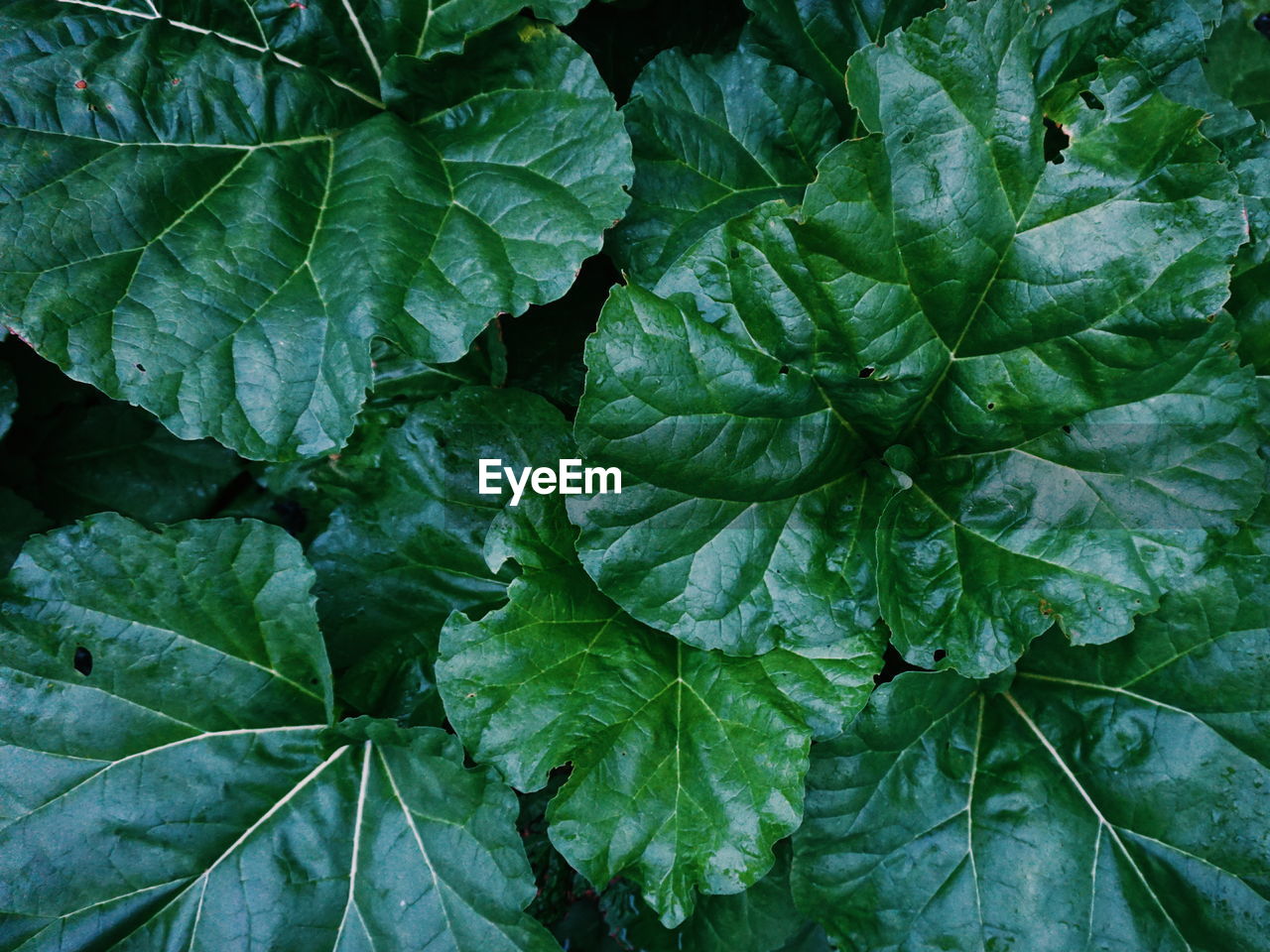 Full frame shot of rhubarb plant growing on field