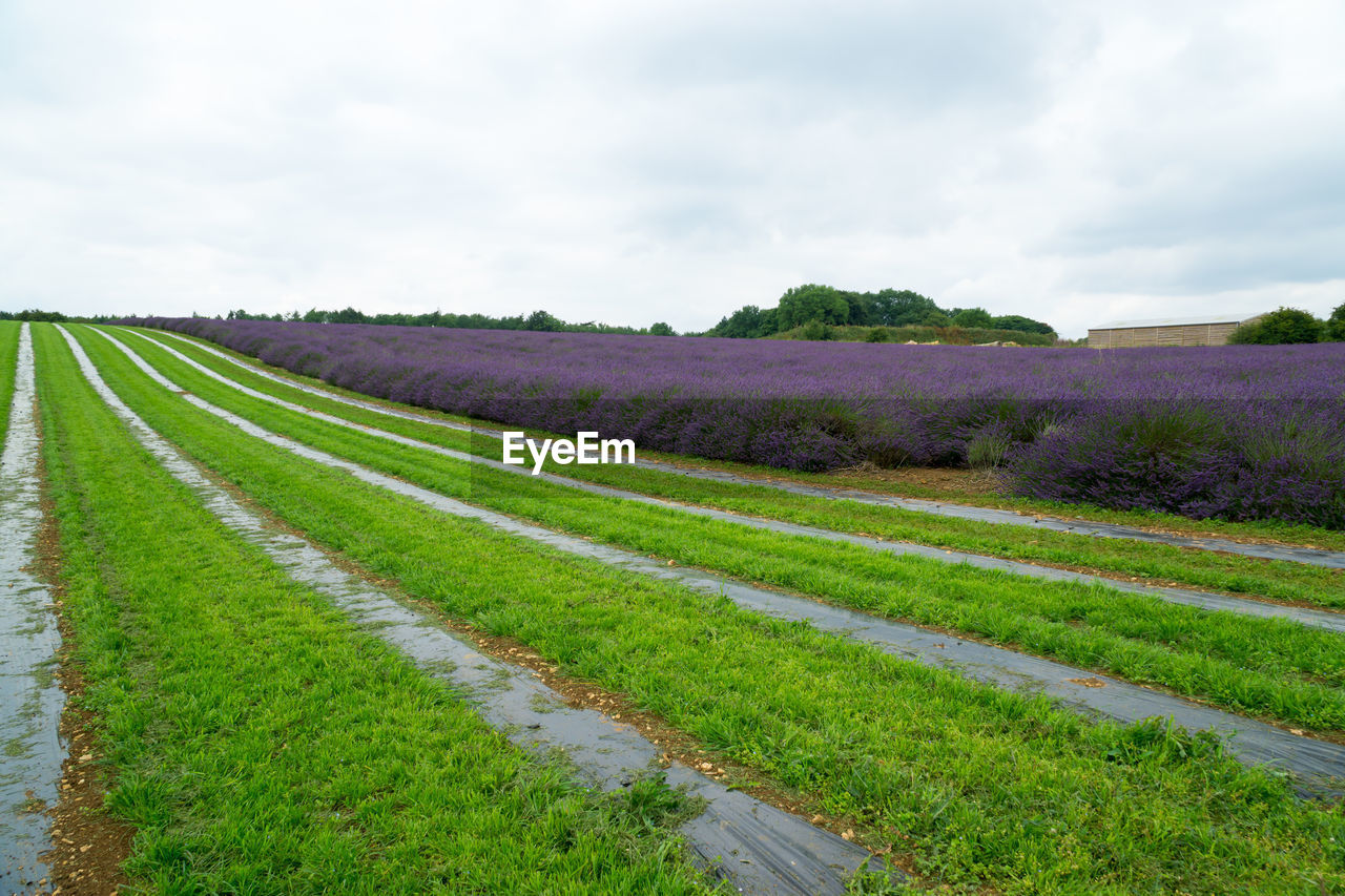 SCENIC VIEW OF FARM AGAINST SKY