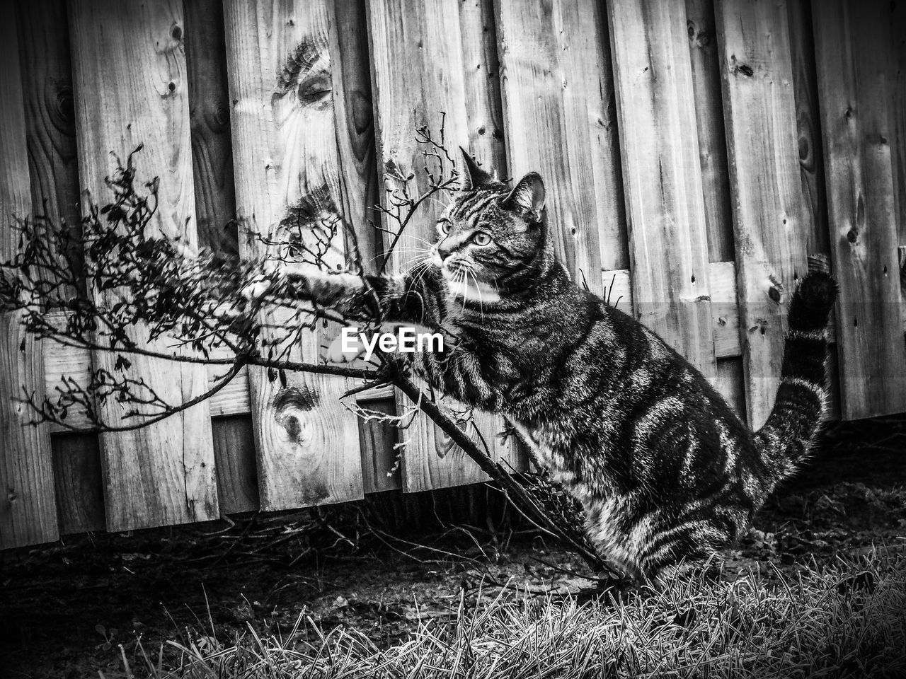 CAT LOOKING AWAY WHILE SITTING IN A WOOD