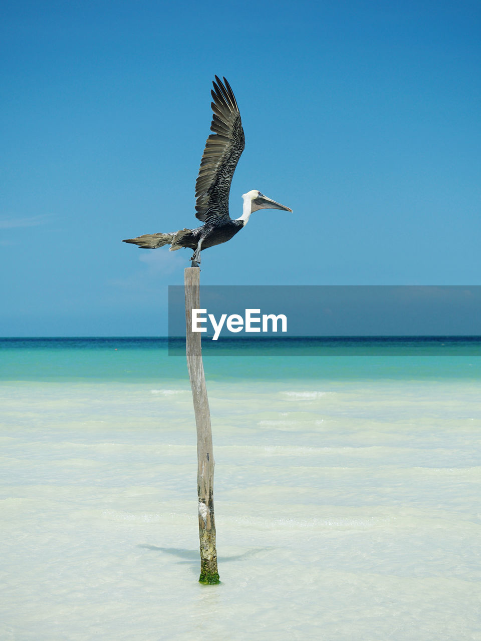 Bird, pelican, flying over sea against sky