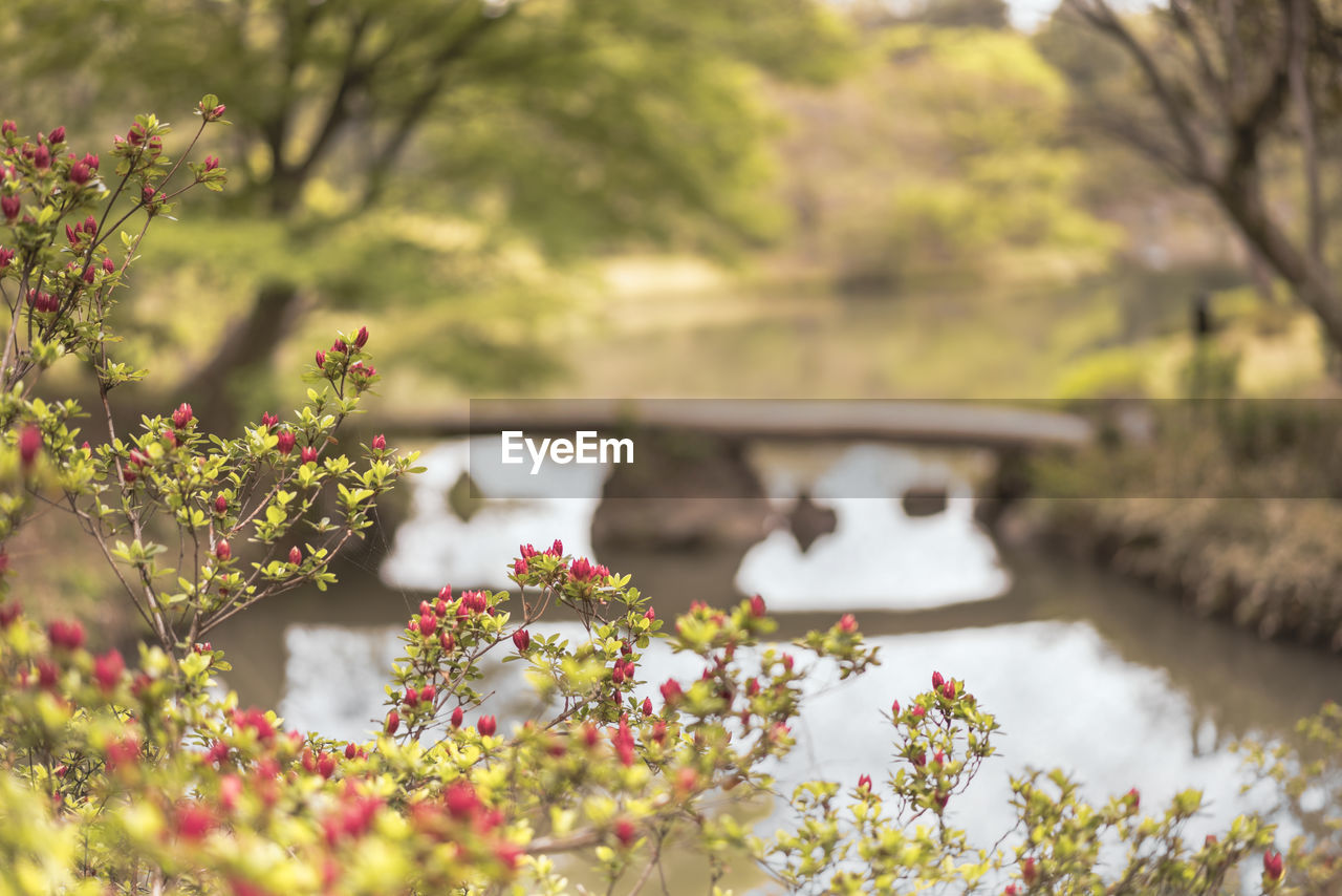 Japanese togetsu stone bridge with red flowers bokeh on the pond of rikugien park.
