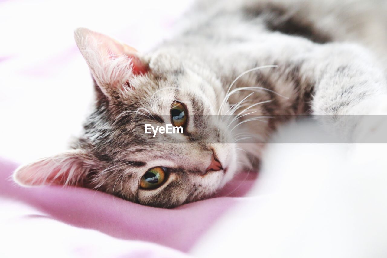 Close-up portrait of cat resting on bed