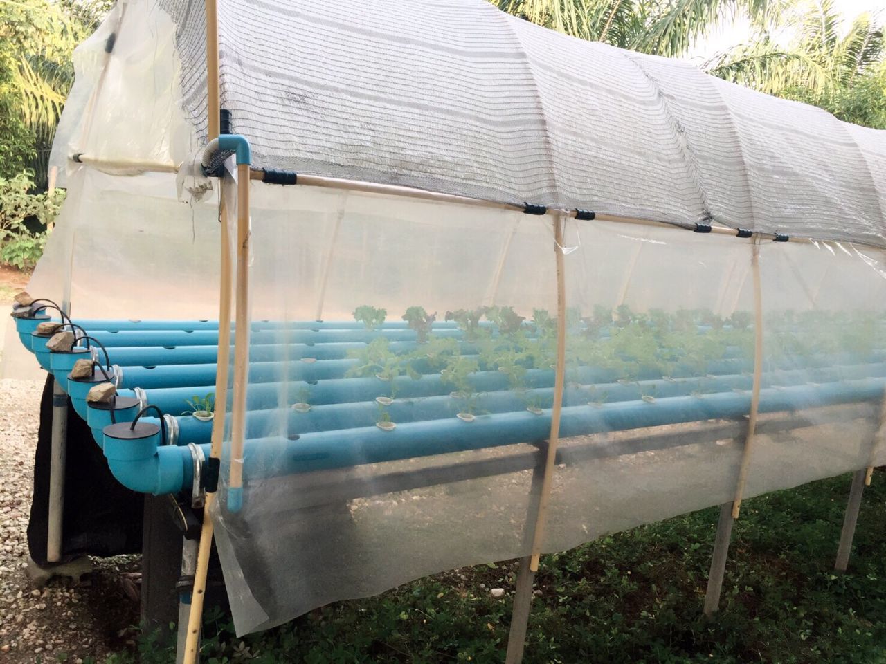 SCENIC VIEW OF GREENHOUSE IN FOREST