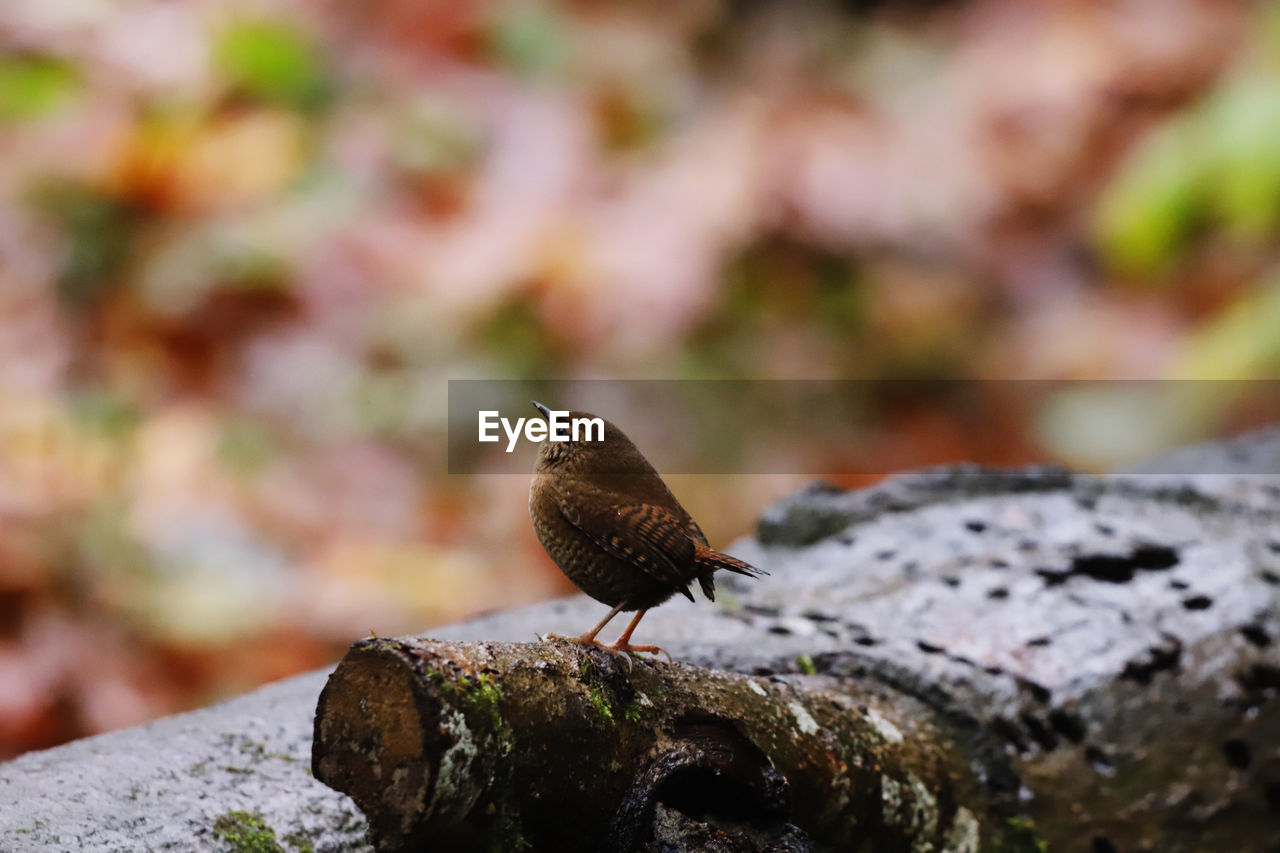 animal themes, animal, animal wildlife, nature, wildlife, one animal, bird, close-up, leaf, perching, no people, focus on foreground, day, rock, outdoors, macro photography, selective focus, full length, branch, autumn