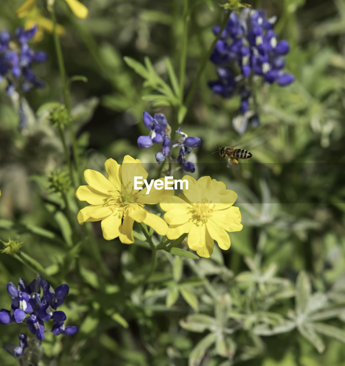 CLOSE-UP OF HONEY BEE POLLINATING ON PURPLE FLOWERING PLANT