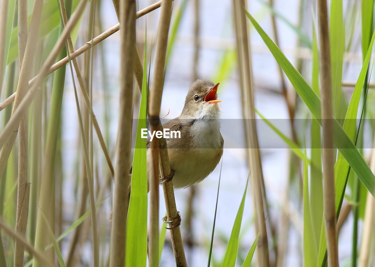 BIRD PERCHING ON GRASS