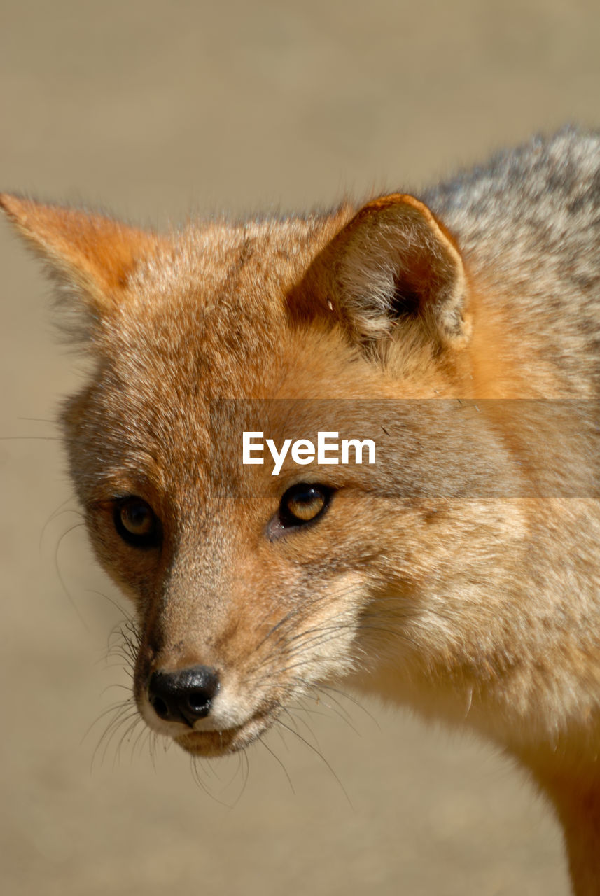 A close-up of a fox in argentina, vertical image.