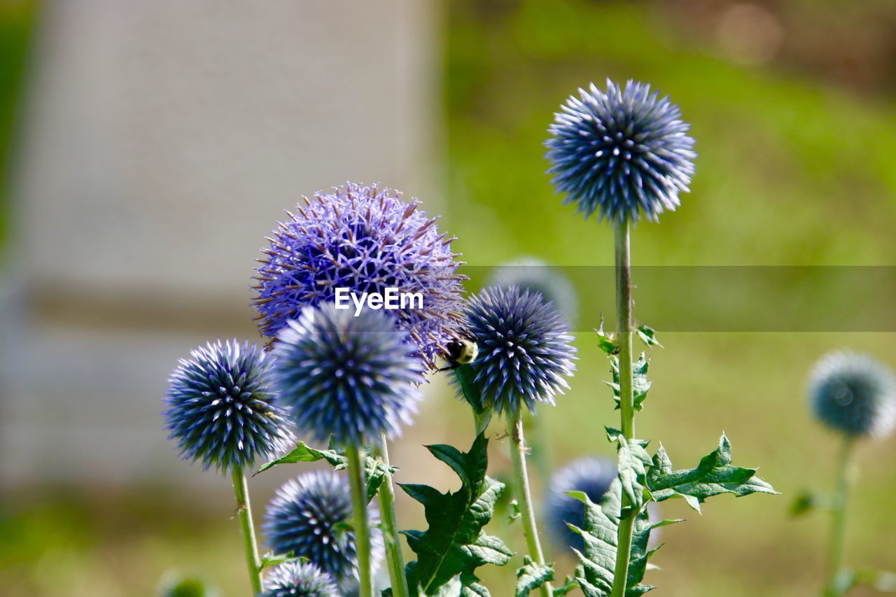 flower, flowering plant, plant, freshness, beauty in nature, nature, close-up, inflorescence, flower head, thistle, growth, fragility, purple, focus on foreground, wildflower, no people, macro photography, meadow, outdoors, day, botany, food, plant stem, field, prairie, blossom, springtime, land, sunlight, petal, food and drink, green