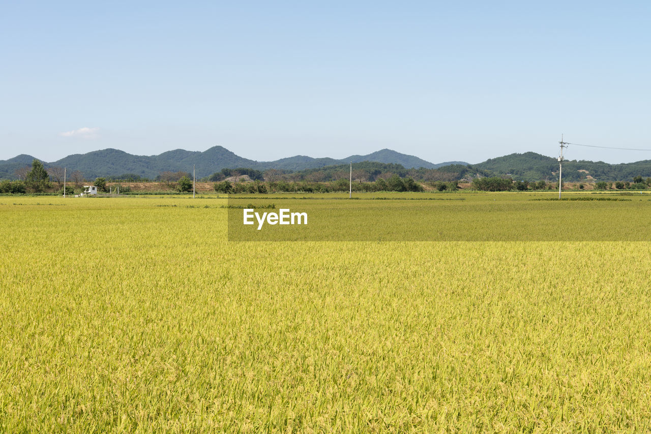 Scenic view of field against clear sky