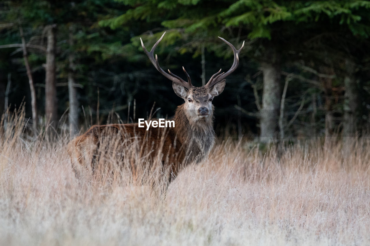 DEER ON A FIELD