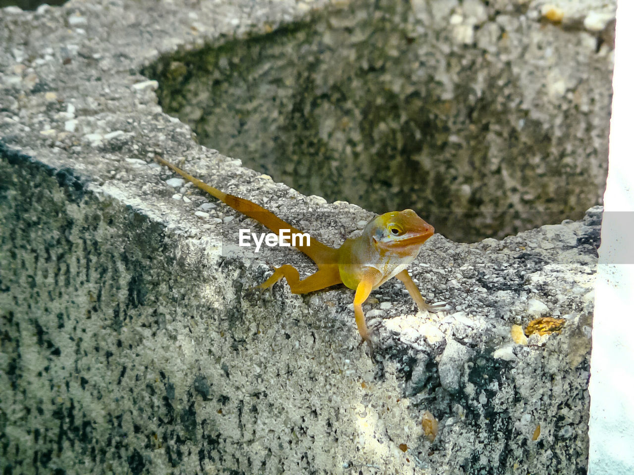 Lizard on wall