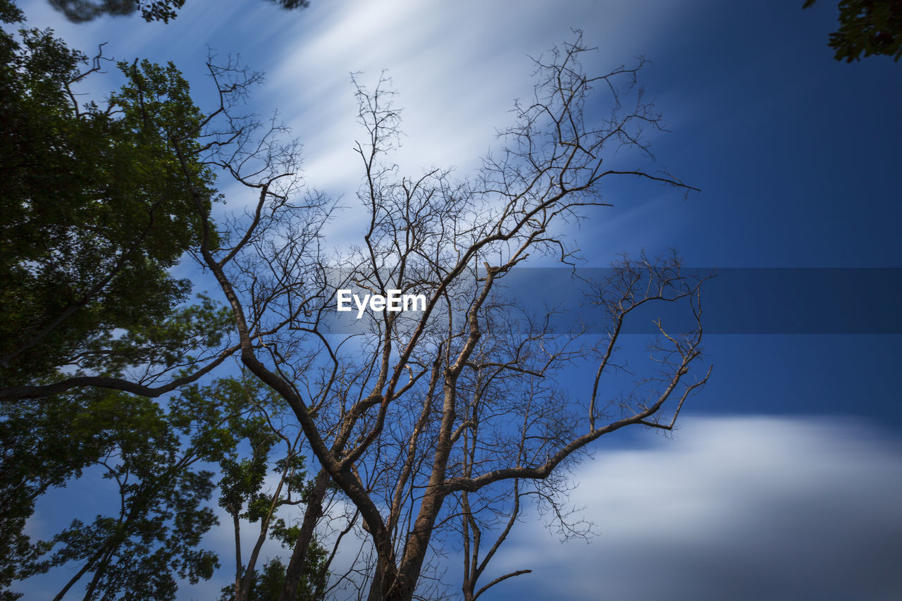 LOW ANGLE VIEW OF TREE AGAINST SKY