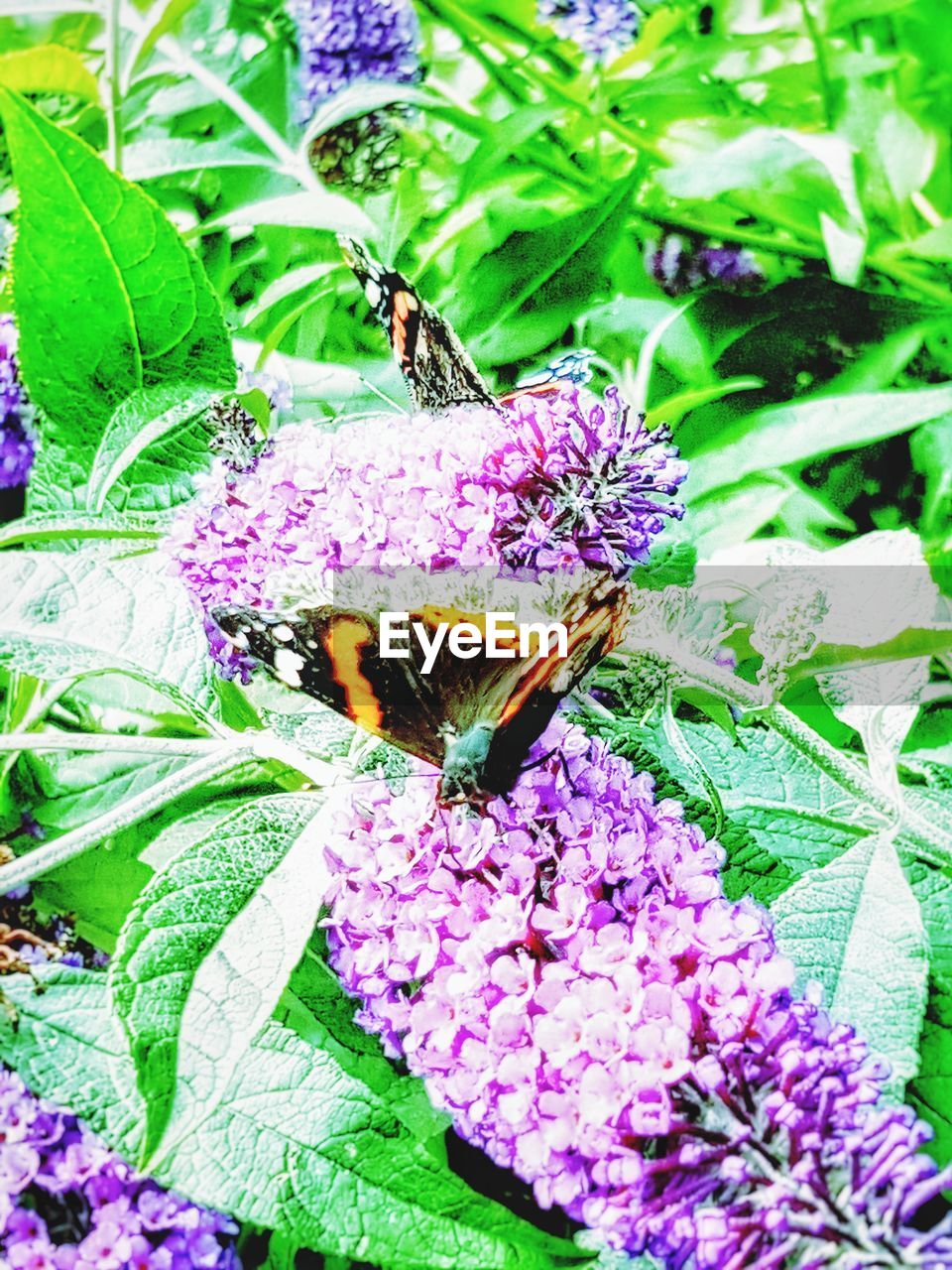 BEE POLLINATING ON PURPLE FLOWER