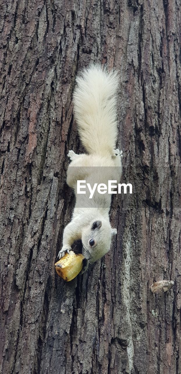 CLOSE-UP OF A TREE