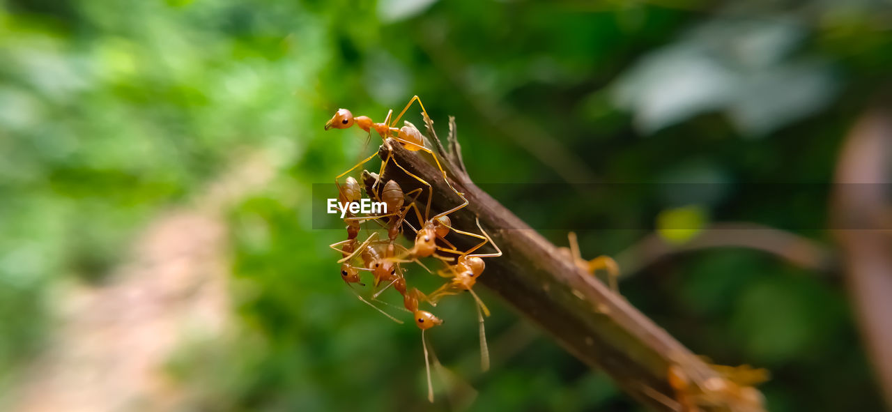 CLOSE-UP OF GRASSHOPPER