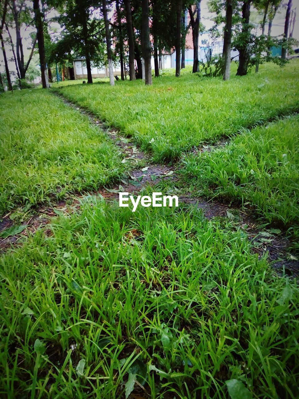 Trees growing on grassy field